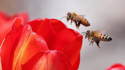 Bahar aylarında sıkça dile getirilen “bahar yorgunluğu” kavramının, bilimsel verilerle